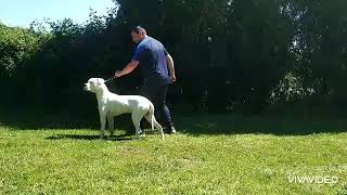 Preston du Domaine de Giulaxe 10 mois (Dogue Argentin, Dogon Argentino)