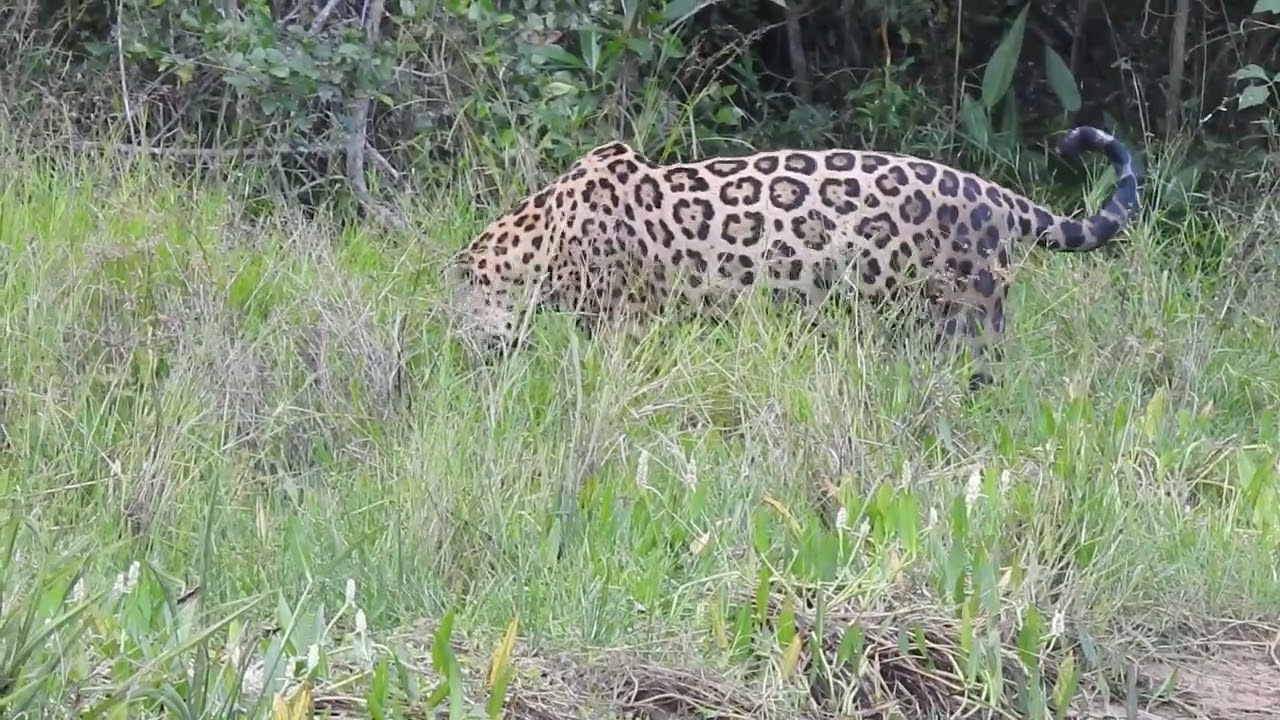 Jaguar Youtube