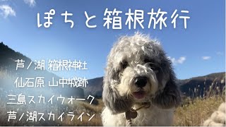 【犬連れドライブ】紅葉の箱根🍁ぽちとドライブ 箱根神社・仙石原ススキ・芦ノ湖スカイライン・三島スカイウォーク・山中城跡