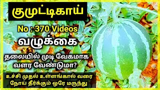 சிறு குமுட்டிகாய்/குமட்டிக்காய்/Kumuti kai/Citrullus colocynthis/Mooligai manithan