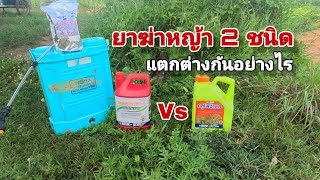 ⛔ยาฆ่าหญ้า 2 ชนิดนี้⛔ ไกลโฟเซต48 กับ กลูโฟซิเนต-แอมโมเนียม กับ➡️ #มันสำปะหลัง #cassava