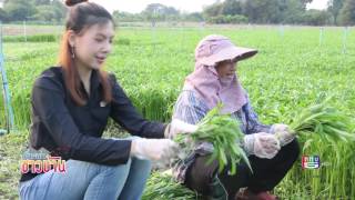 สุขใจวิถีไทย ตอน นาผักบุ้งทางเลือกใหม่สร้างรายได้งาม