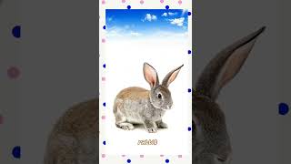 learn animals name 🐱🦁🦌 in english with picture for kids/ animals name/ cute animals #shorts #youtube