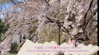 六義園しだれ桜🌸Rikugien Garden cherry blossoms weeping