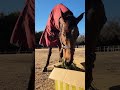 元競走馬p sukeに生牧草のプレゼントが届きました❗ 元競走馬 パリスカプルス マグナムフェロー コメックス 生牧草バンク