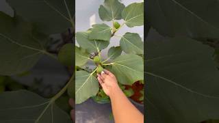 Grow your own Figs at home from scratch 🪴 #अंजीर #అంజీర్