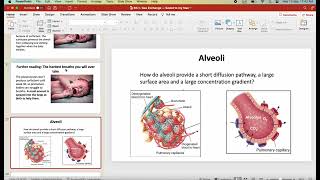 IB Biology: B3.1 Gas exchange (first exams in 2025)