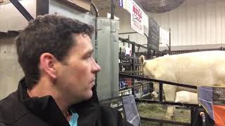 Showing cattle Ag Ex Brandon Manitoba