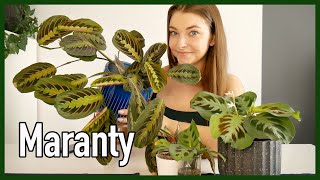 Maranty - uprawa i pielęgnacja | Prayer plant