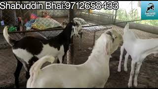 Quality Patira Goats|Pink Patira Bakre|Hydpat Patira Goats|Hyderabadi Cross Patira|Patira For Sale