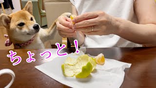 お母さんの食べるのを地味に阻止したい柴犬　小夏　カニカマご飯もあるよ　ASMR