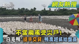 不當颱風受災戶!   「白毛鴨」提早交貨 鴨農趕抓給盤商｜TVBS新聞 @TVBSNEWS02