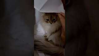 かくれんぼしてる猫#shorts #cat #ペット #ねこ #猫 #おもしろ動画 #可愛い