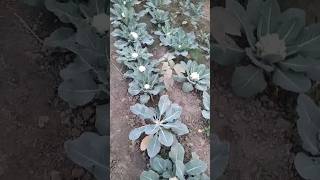 मेरी किचन गार्डनिंग तो गोभीयो से लहरा रही है🥬 #shorts #viral #viralvideo #wintergardening #ytshorts