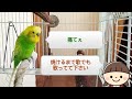 【ほぼにんげん】おしゃべりインコメロンちゃん