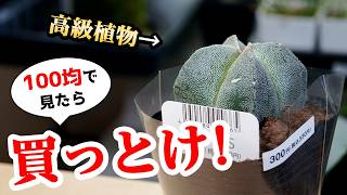 お得サイズ！100均で買える高級観葉植物がこちらです♪【アストロフィツム】【サボテン】