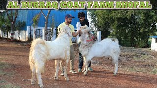 AL BURRAQ GOAT FARM BHOPAL || BIG MALWA \u0026 KOTA GOAT