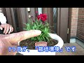 【花】ダイアンサス ディアブロルージュ の育て方・植え付け