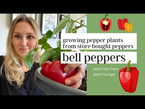 Can you grow peppers from store bought peppers?