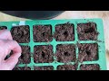 growing pepper plants from store bought peppers u0026 pruning them for maximum yield