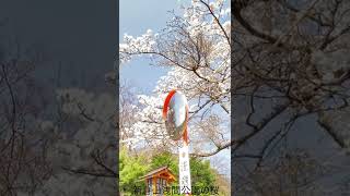 【故郷の風景】富士山の麓、富士吉田市新倉山浅間公園からのいつもの風景