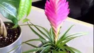 2013-08-04 - New office plants (money tree, pink quill, phalaenopsis orchid)