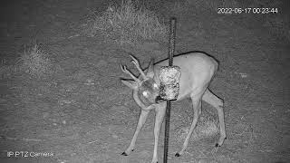 Licked  lure with corn kernels and roe deer