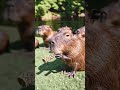 chilling capybara pack cutepets capybara capy animalcute cutepets