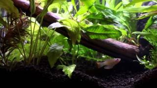 Planted 10 Gallon Killifish and Rasbora Tank - October 9th 2014