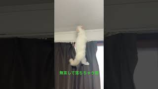 【落ちる子猫】カーテンによじのぼるイタズラを覚えてしまいました