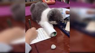 Baby Cats - Cute and Funny Cat Videos Compilation #21 | Happy Pets