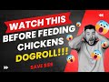 Feeding Chickens Dogroll | Protein for chickens | Cost saving chicken feed | Do chickens eat meat