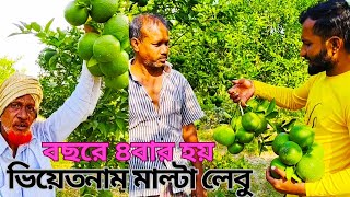 ভিয়েতনাম মাল্টা লেবু বছরে চারবার হয়| সৌখিন চাষীদের জন্য ফল চাষ| news| farming| fruits| PBtv24NEWS