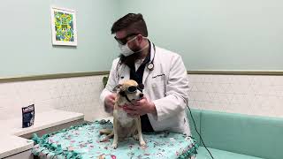 Laser Therapy 101