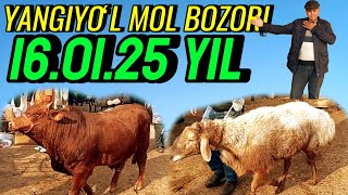 YANGIYOʻL MOL BOZORIDAGI BUGUNGI NARXLAR DAXSHAT BOʻLDI 🐂🦬🐃🐎🐏🐑🐄💯