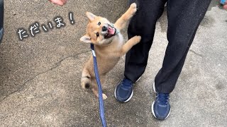 【柴犬子犬】いなり君の里帰り