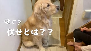 廊下に出ると、伏せが出来なくなる愛犬