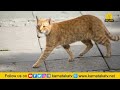 ಯಾವ ಸಮಯದಲ್ಲಿ ಬೆಕ್ಕು ರಸ್ತೆಗೆ ಅಡ್ಡ ಬಂದರೆ ಶುಭ.. cat crosses the road auspicious time namma dharma