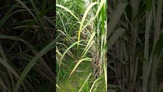 #sugercane zero 118 ganne ki pahli banai