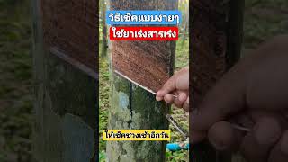 วิธีเช็คว่าใช้ยาเร่งแบบง่ายๆ #กรีดยาง #กรีดยางพารา #ยางพารา #เกียรติ #พาราไวท์ @kiart_phatthalung