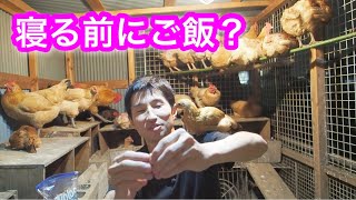 ニワトリの寝る前の食事について考える回