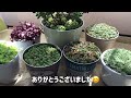 『多肉植物』『ガーデニング』96 秋に向けて増やすシリーズ　第四弾‼︎ いろいろセダム