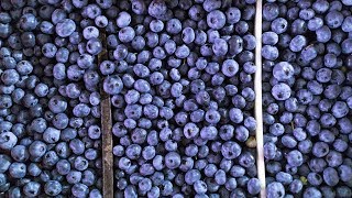 Fresh Stories: Dandrea Produce - Local Blueberries