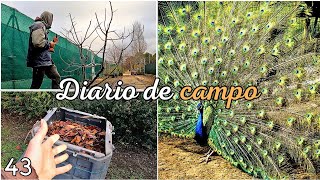 Día 43: Me roban los huevos del gallinero.  Incendios y materia orgánica.