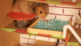 Hamster Obstacle Course, Hamster Escape From Building - Syrian Hamster Maze Labyrinth