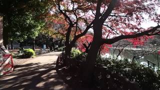 201412-02 撮って出し！井の頭恩賜公園の紅葉２