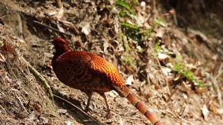 2018/04/02 野崎観音付近の野鳥撮影 ヤマドリ