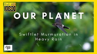 (Thousand of Swiftlet) Flying thru Heavy Rain | Relaxing Experience in 4K