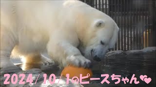 【しろくまピース】2024/10/1のピースちゃん💕　とべ動物園