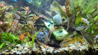 Shrimp get in on the Aquarium Cucumber